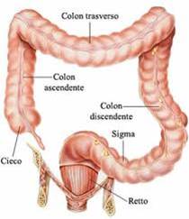 Anatomia del colon